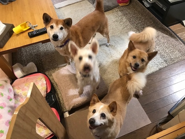動かないぽっきーくん_f0242002_18412773.jpg