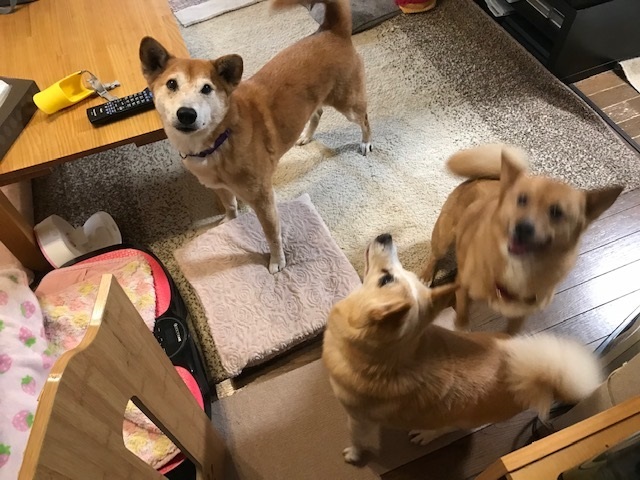 動かないぽっきーくん_f0242002_18413782.jpg
