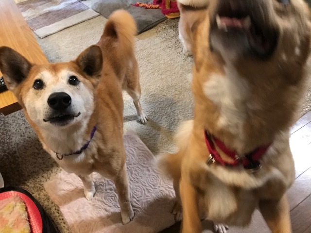 動かないぽっきーくん_f0242002_18420250.jpg
