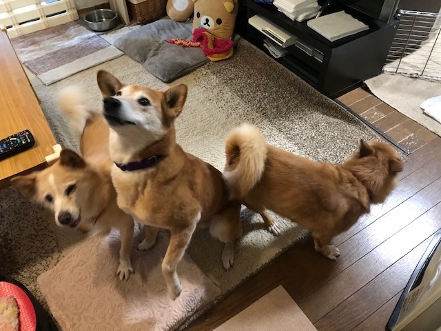 動かないぽっきーくん_f0242002_18421190.jpg