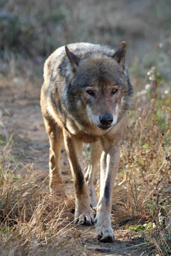 合流 ロキ ロイ 多摩動物公園 続々 動物園ありマス