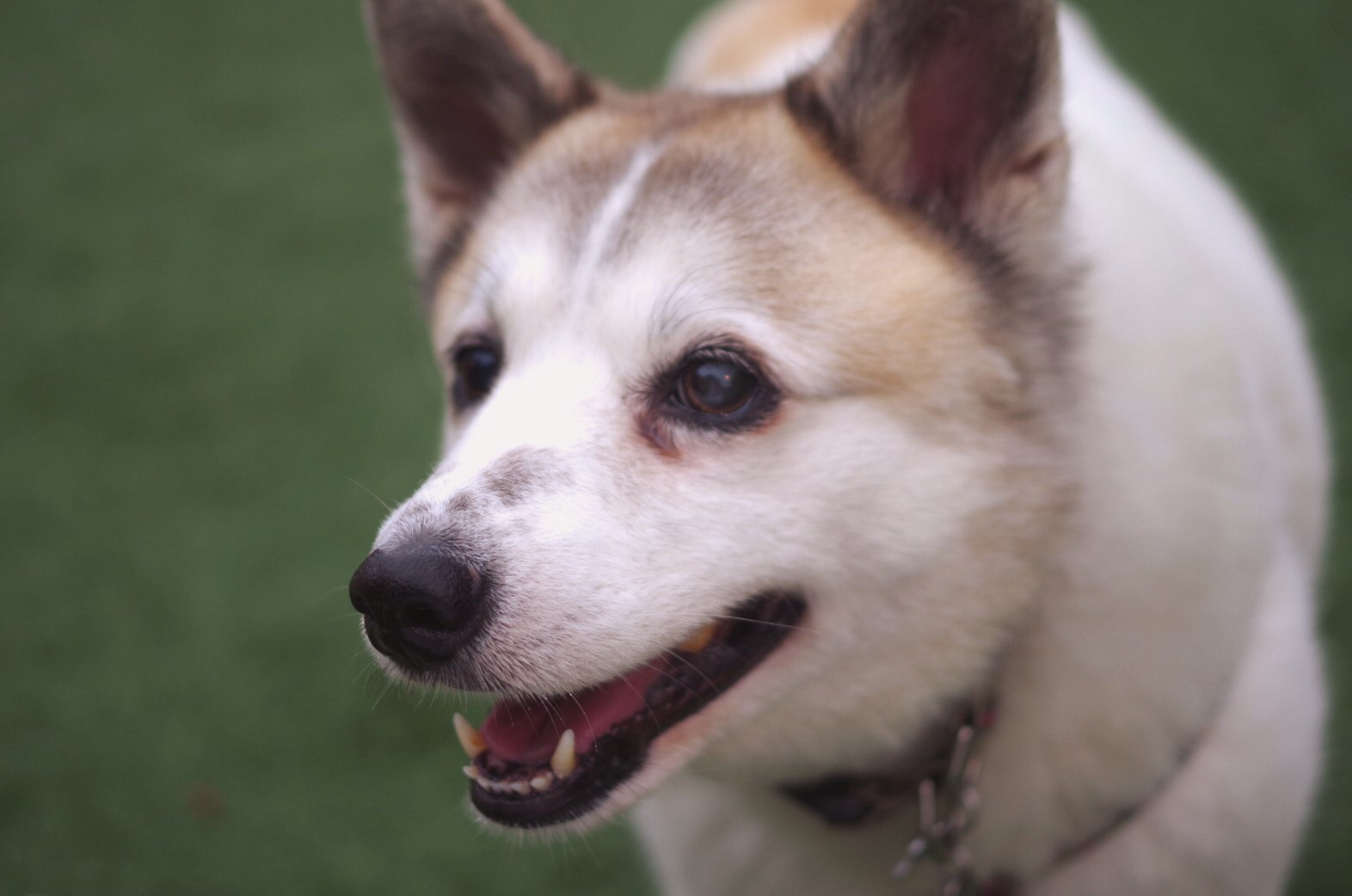 サンちゃん、、、_d0046821_20595755.jpeg