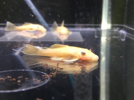 200220 熱帯魚 めだか 金魚 水草_f0189122_15324586.jpeg