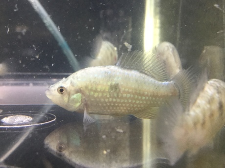 200220 熱帯魚 めだか 金魚 水草_f0189122_15325822.jpeg