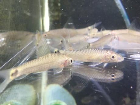 200220 熱帯魚 めだか 金魚 水草_f0189122_15331308.jpeg