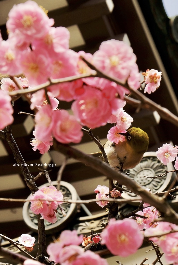 Mejiro_f0315034_11283066.jpeg