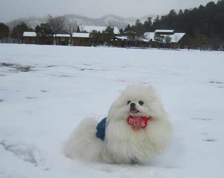 雪のランで走ったよ~♪_b0177436_21073115.jpg