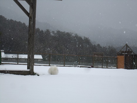雪のランで走ったよ~♪_b0177436_21100515.jpg