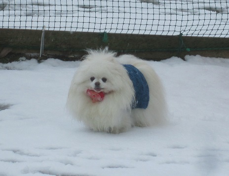 雪のランで走ったよ~♪_b0177436_21145286.jpg