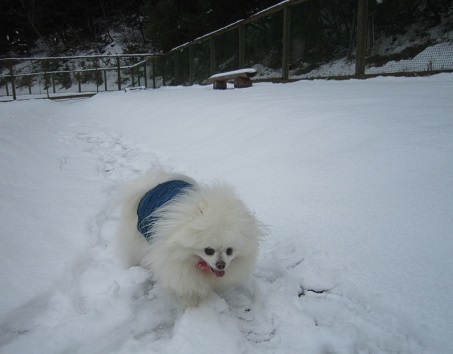 雪のランで走ったよ~♪_b0177436_21152277.jpg