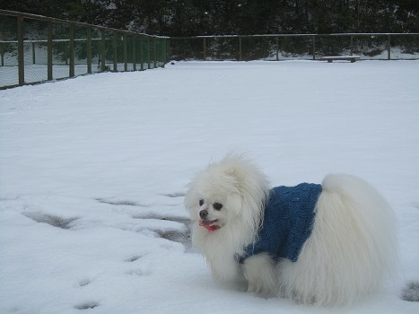 雪のランで走ったよ~♪_b0177436_21155321.jpg