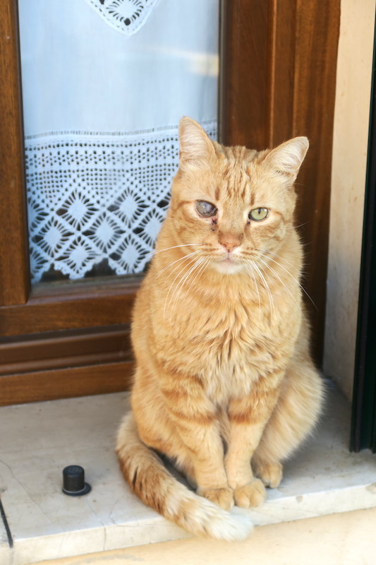 旅先の猫と風景を猫の日なので、イタリアは2月17日_f0234936_7421876.jpg