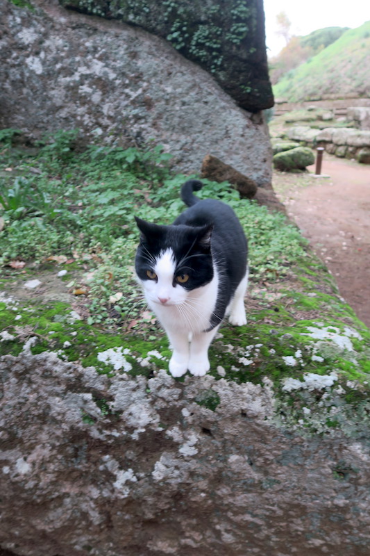 旅先の猫と風景を猫の日なので、イタリアは2月17日_f0234936_7472959.jpg