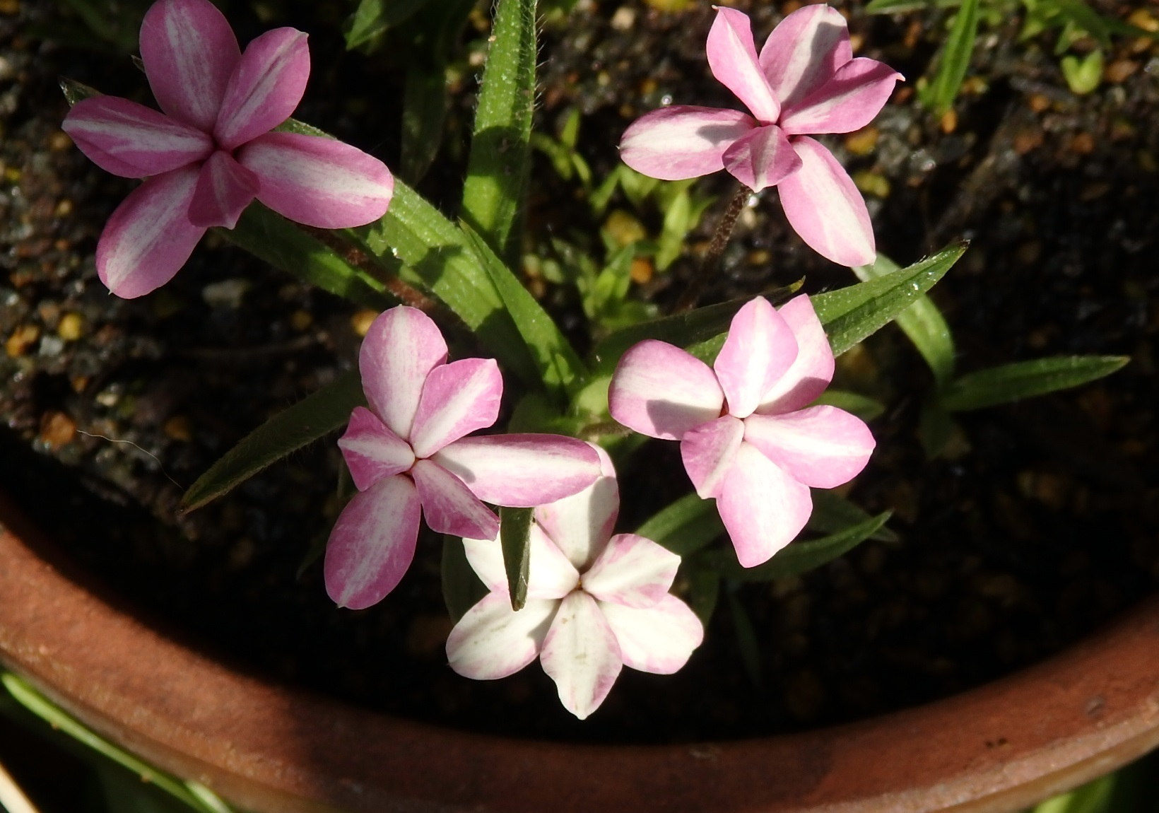 アッツ桜コレクション19春 キミティのお花とギター アッツ桜コレクション19春 キミティのお花とギター