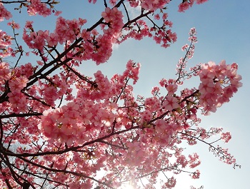 河津桜_a0061057_21505770.jpg