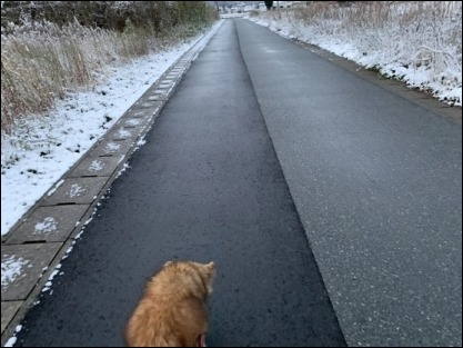 令和2年2月18日 朝散歩_b0300759_09441047.jpeg