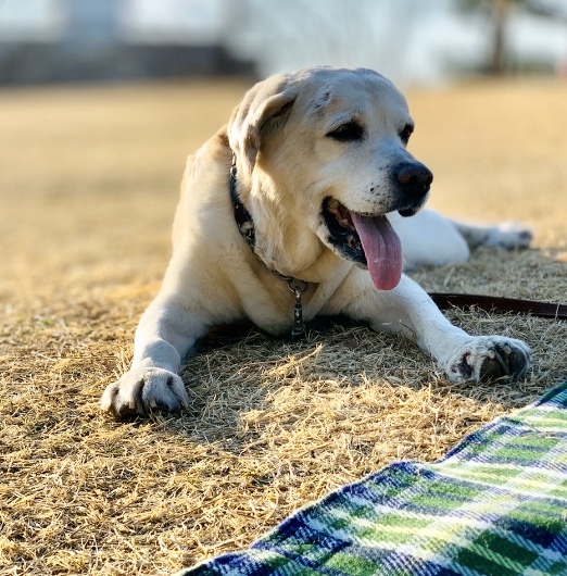 dogs 犬たちも日常に戻って♪_a0165160_22072743.jpg