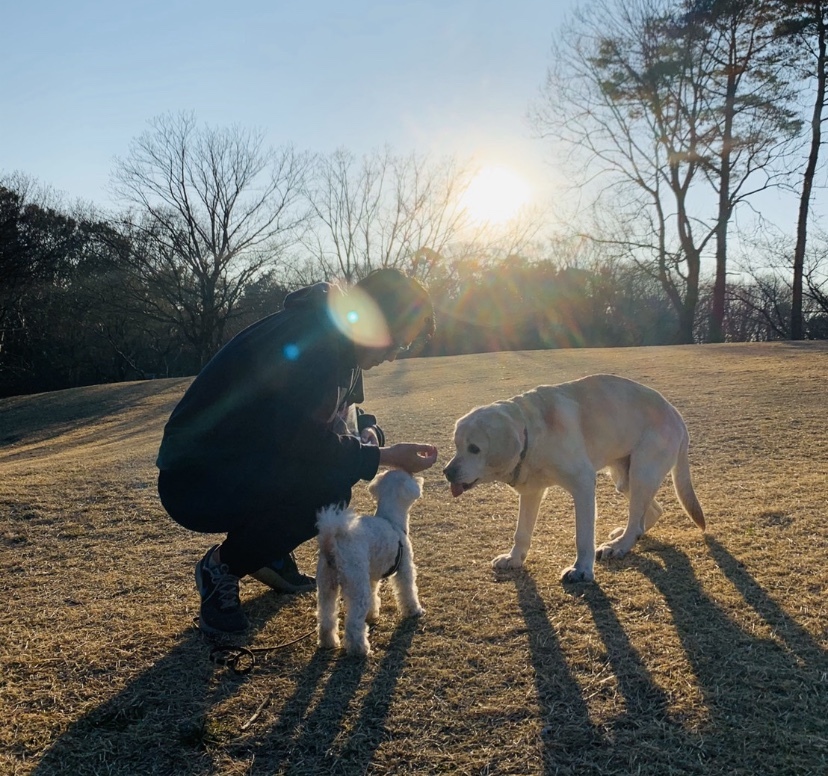 dogs 犬たちも日常に戻って♪_a0165160_22094765.jpg