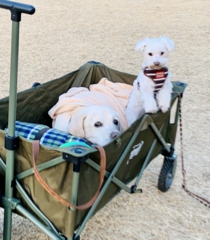 dogs 犬たちも日常に戻って♪_a0165160_22102287.jpg