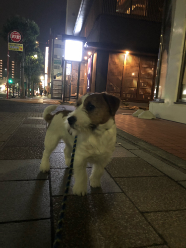 ハーちゃん _c0120375_13260044.jpg