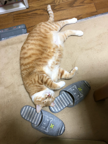 あっと言う間に苫小牧へ逆戻り_e0355177_20281768.jpg