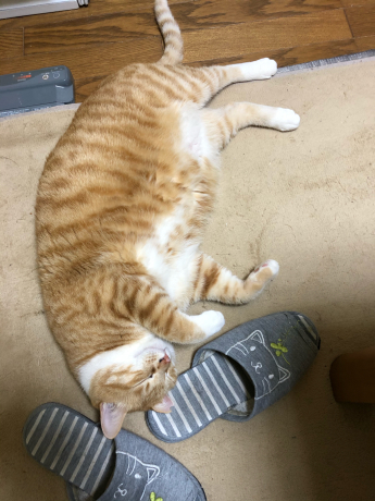 あっと言う間に苫小牧へ逆戻り_e0355177_20281846.jpg