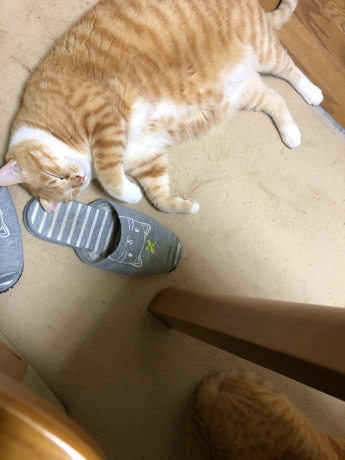 あっと言う間に苫小牧へ逆戻り_e0355177_20281920.jpg