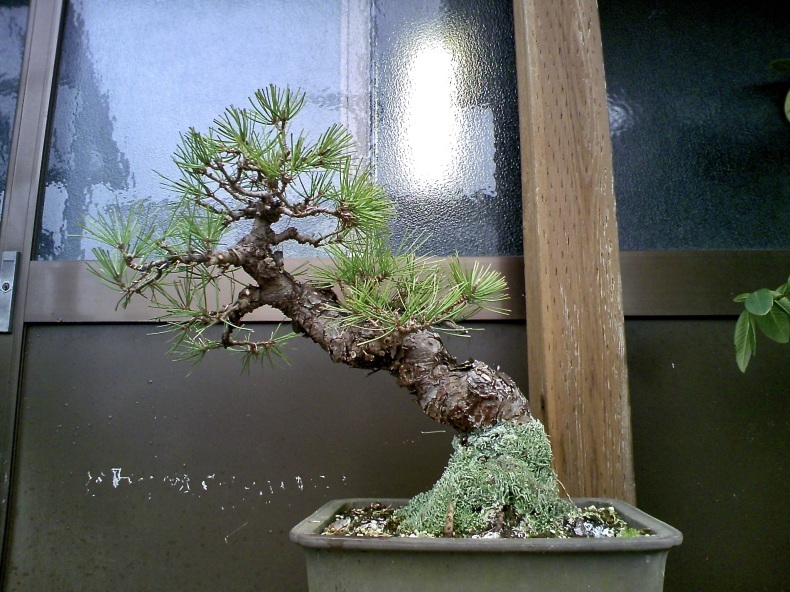 中品斜幹黒松の手入れ 盆栽便り