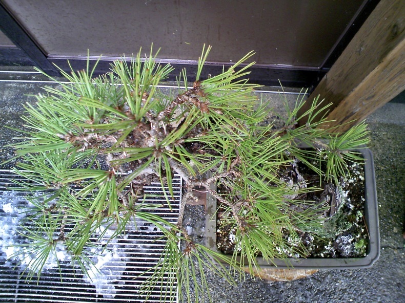 中品斜幹黒松の手入れ 盆栽便り