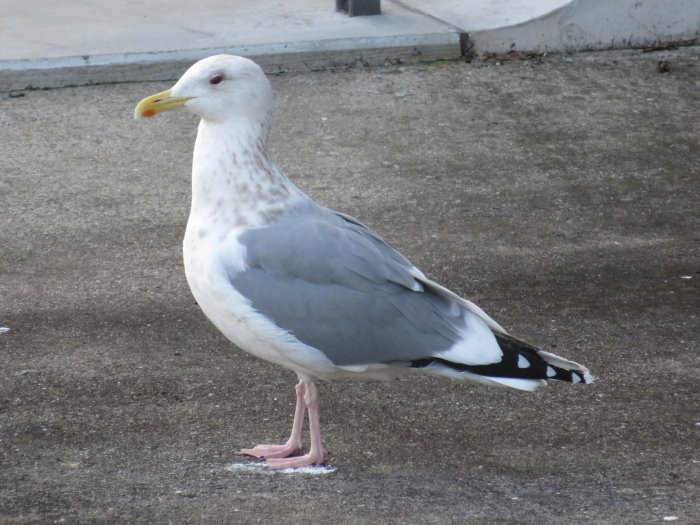 冬の水鳥たち_d0334901_23380997.jpg