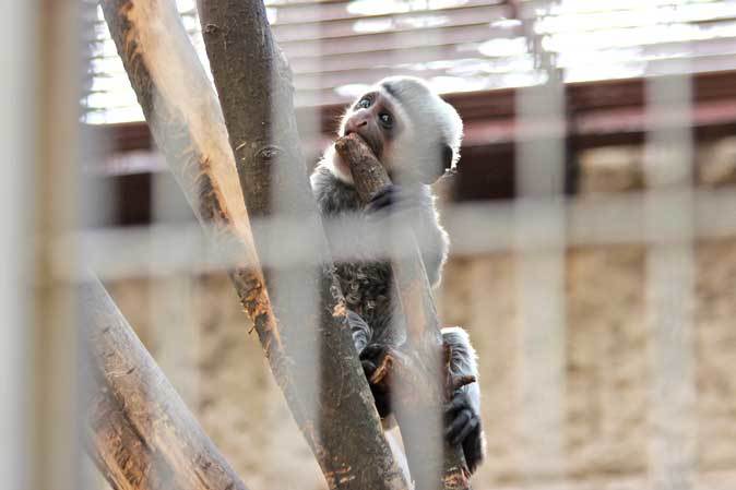 アビシニアコロブスの赤ちゃん（上野動物園 March 2019）_b0355317_21344912.jpg