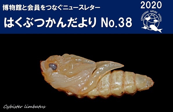はくぶつかんだより No. 38を発行しました_a0386621_13063414.jpg