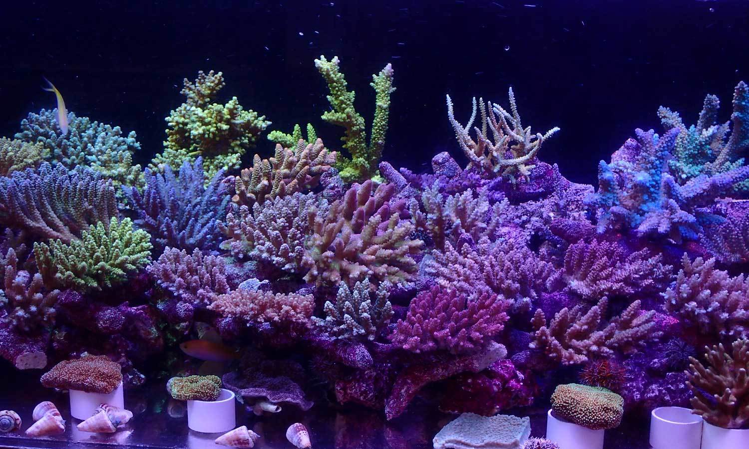 入荷情報~海水魚 2020・2・19~_d0221436_22545726.jpg