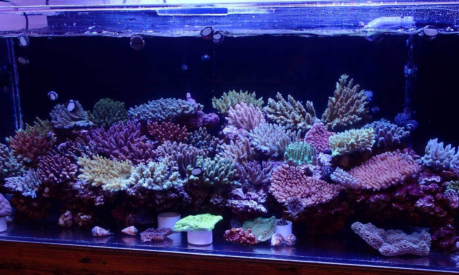 入荷情報~海水魚 2020・2・19~_d0221436_22550536.jpg