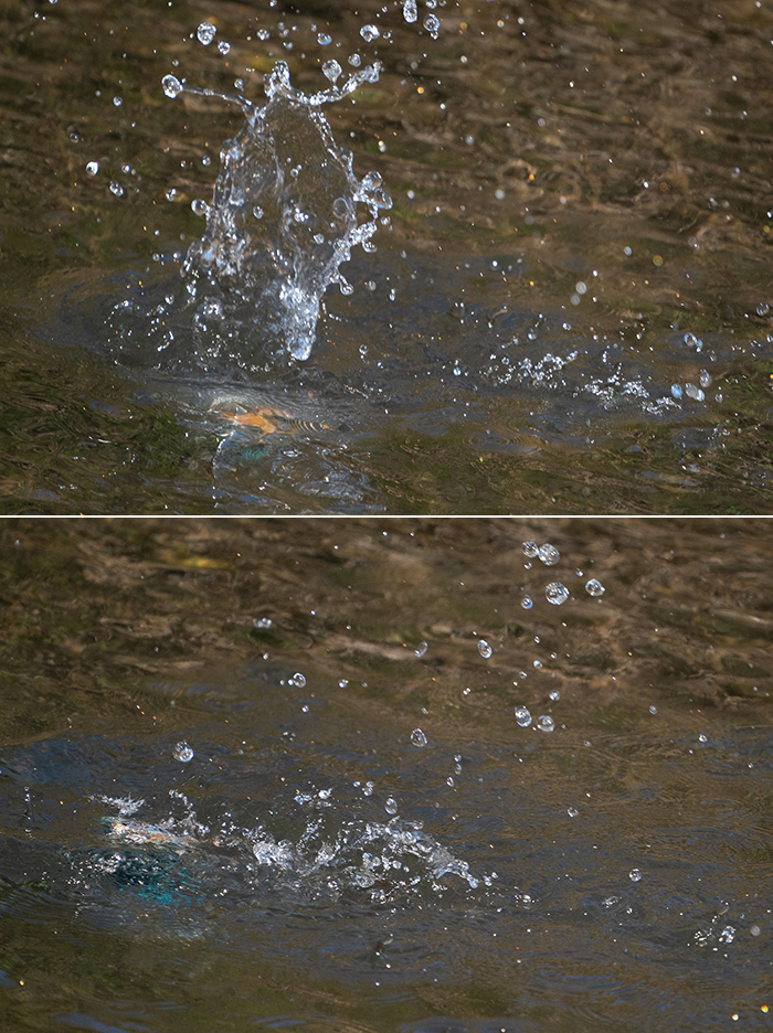 野川のカワセミ潜水艦