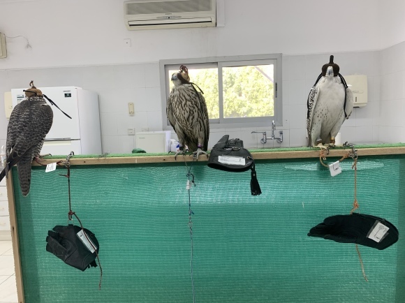 Dubai Falcon Hospital 獣医研修2日目 -ドバイのハヤブサ専門病院_c0132048_01183556.jpeg