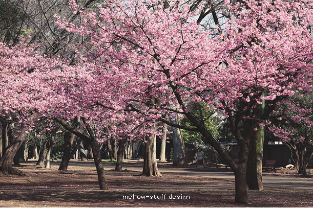 河津桜_d0124248_22082061.jpg