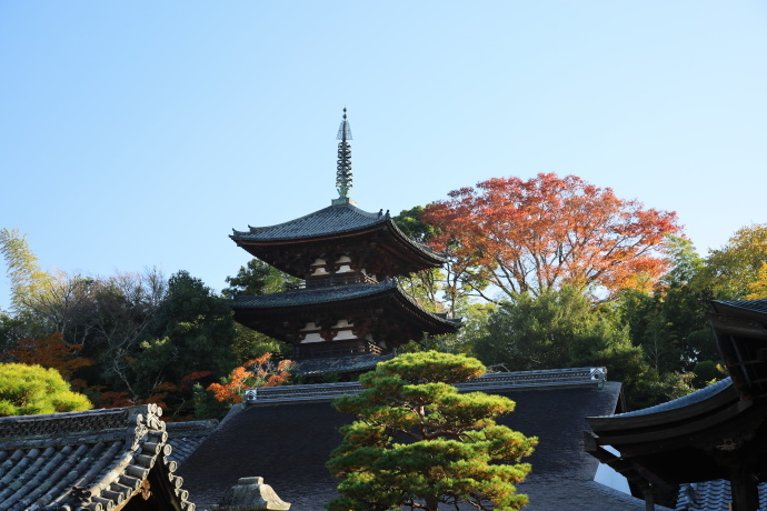 當麻寺 紅葉 2019_a0176855_22085548.jpg