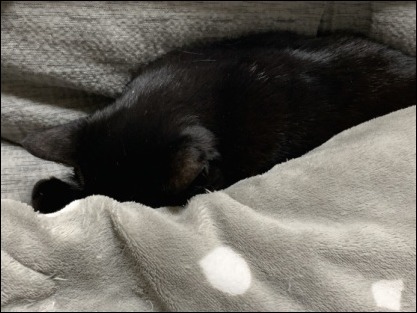 巣ごもり猫_b0300759_08424105.jpeg