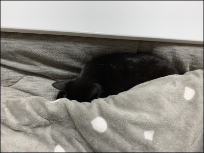 巣ごもり猫_b0300759_08425893.jpeg