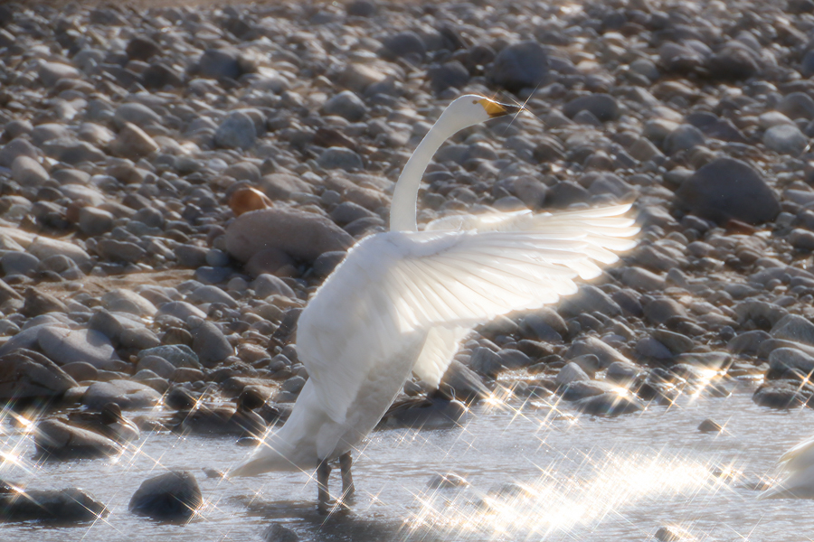 Twinkle Twinkle Little Star_e0088874_2353242.jpg