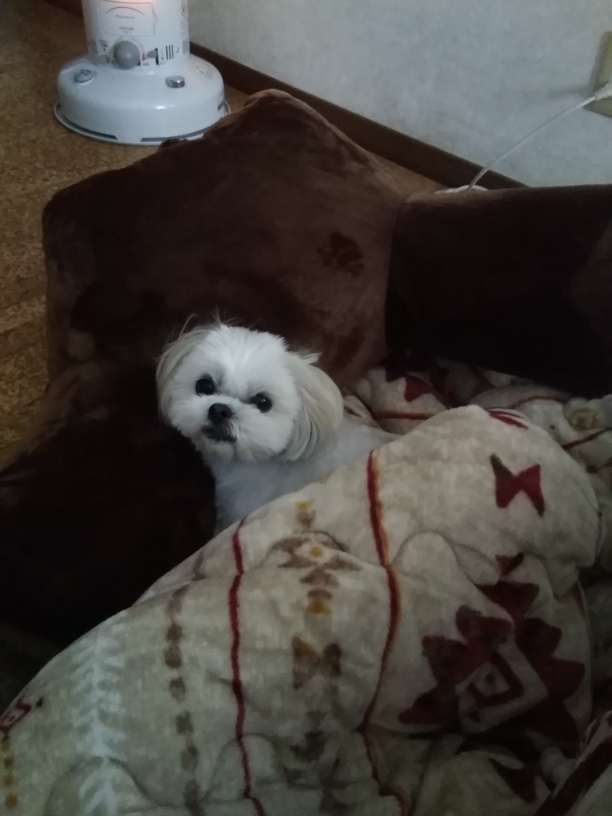 私はこたつ犬_c0057776_22480625.jpg
