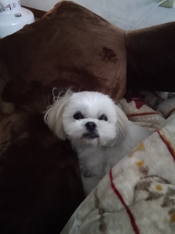 私はこたつ犬_c0057776_22480690.jpg