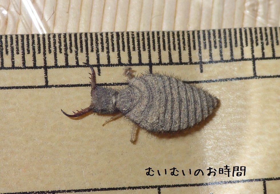ウスバカゲロウ幼虫 またの名を蟻地獄 むいむいのお時間