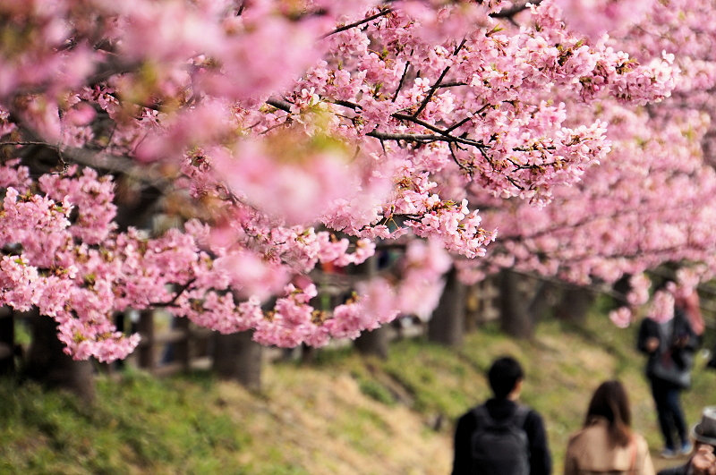 早咲きの河津桜と菜の花 三浦海岸河津桜まつり 鎌倉 逗子 横浜 ぶらり散歩 わびすけ