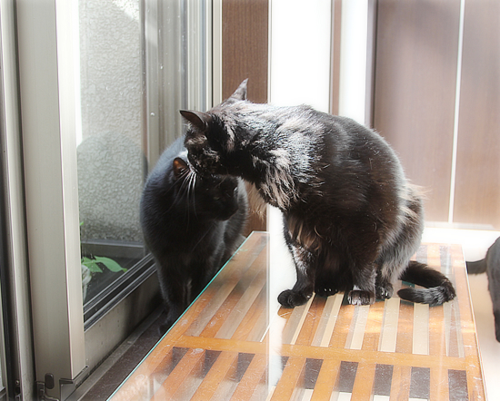 春が来る?_a0389088_17132844.jpg