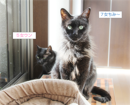 春が来る?_a0389088_17132856.jpg