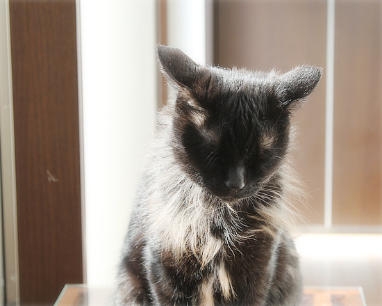 春が来る?_a0389088_17132862.jpg