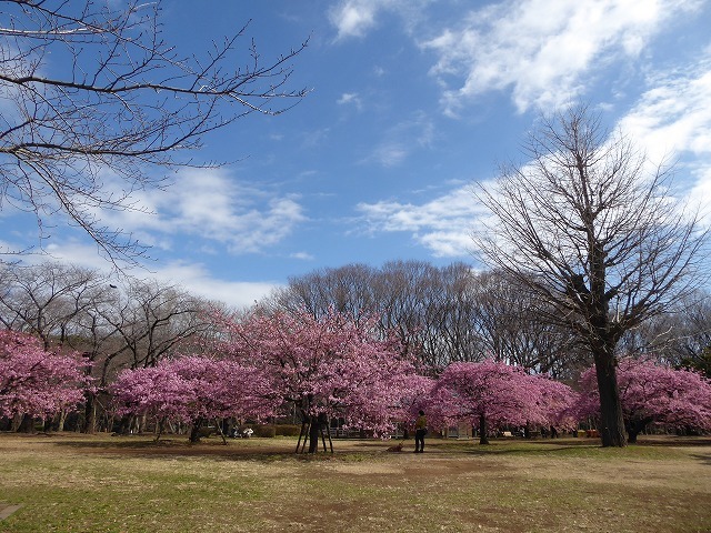 代々木公園の河津桜 きれいだったよ ミモザもね ルソイの半バックパッカー旅