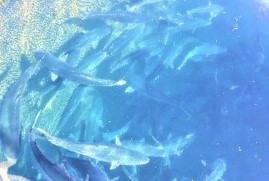 関ブリの生け簀_e0077899_14364544.jpg